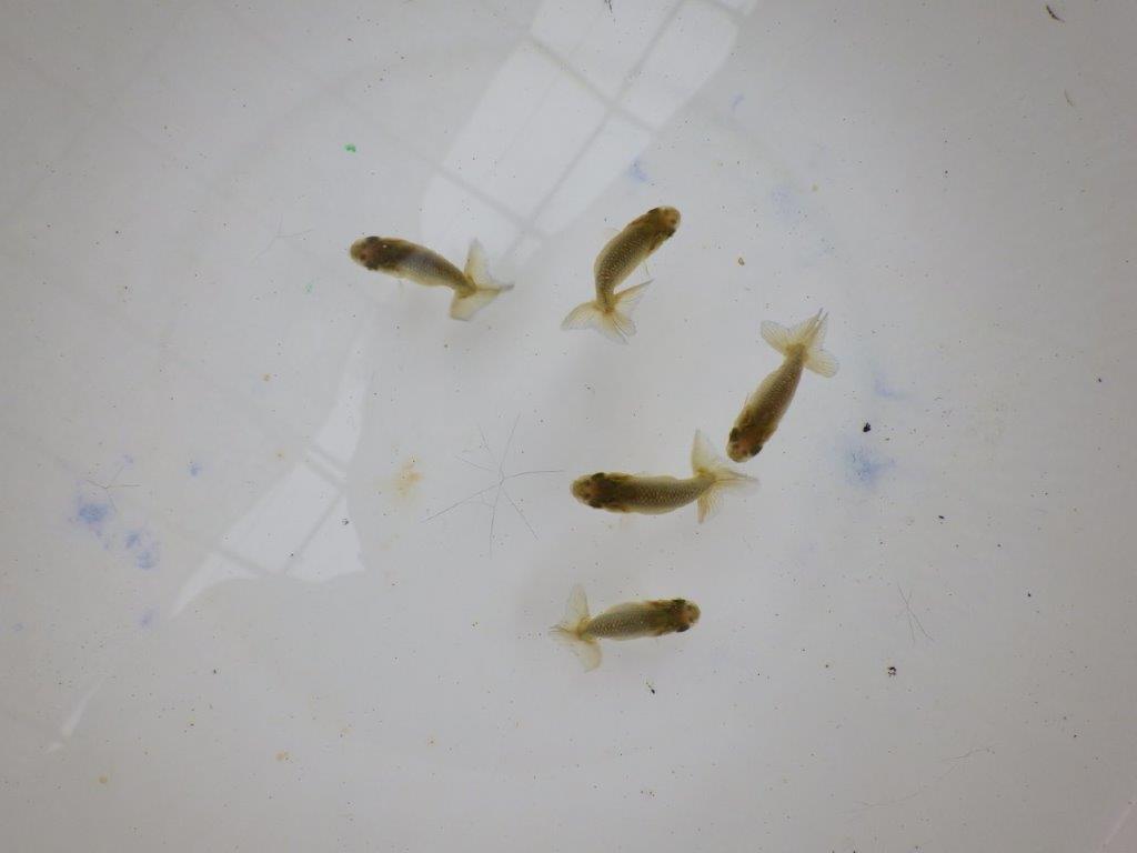 【全国大会東大関獲得系統 】４月４日入荷の中から尾張りの良い５尾！限定１セットの上身