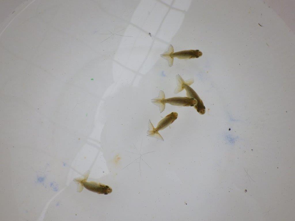 【全国大会東大関獲得系統 】4月4日入荷の中から尾張りの良い5尾!限定1セット