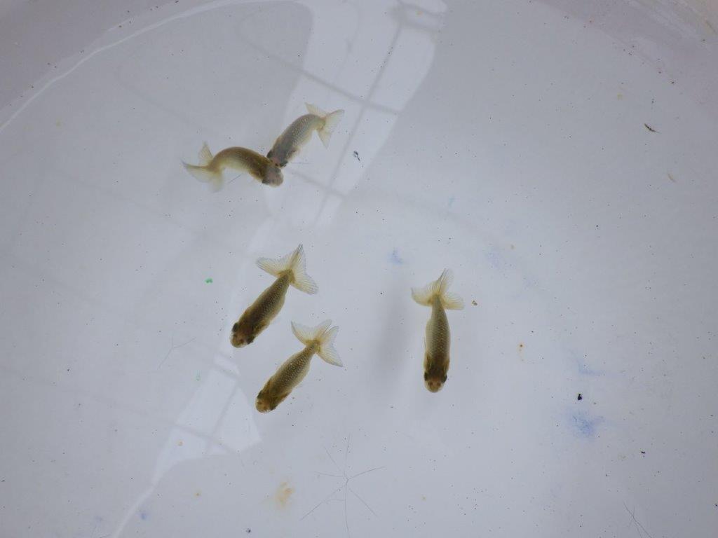 【全国大会東大関獲得系統 】4月4日入荷の中から尾張りの良い5尾!限定1セット