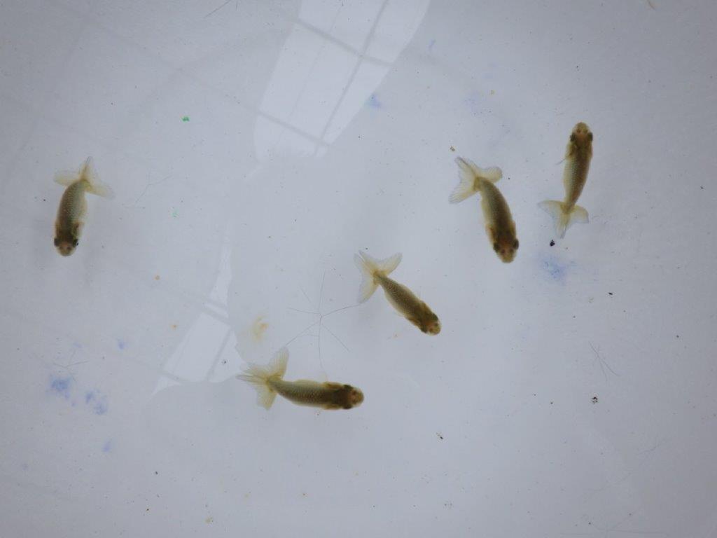 【全国大会東大関獲得系統 】4月4日入荷の中から尾張りの良い5尾!限定1セット