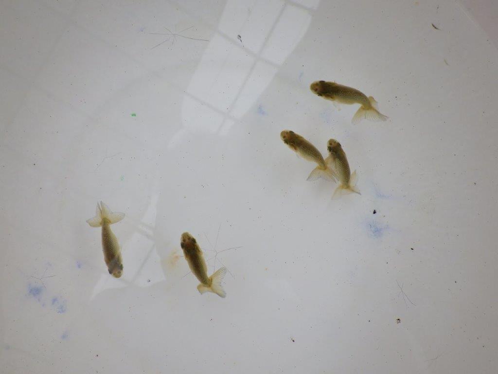 【全国大会東大関獲得系統 】4月4日入荷の中から尾張りの良い5尾!限定1セット