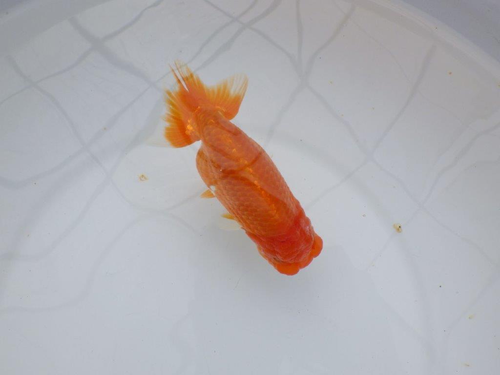 【浜松 杉本敦彦 氏】背なりも綺麗でご鑑賞お勧めらんちゅう約14㎝  メスの上身