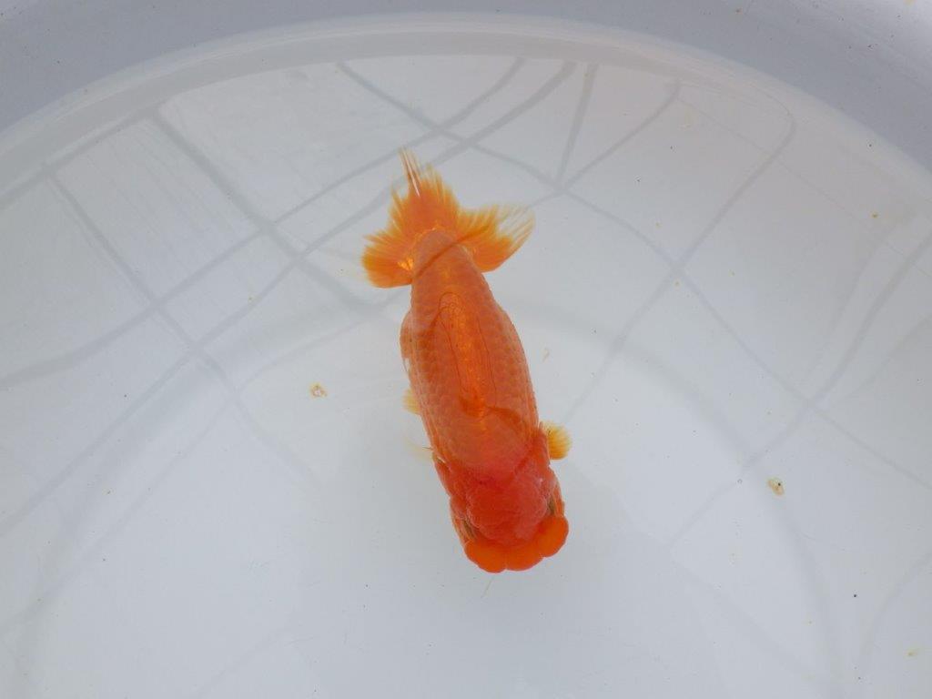 【浜松 杉本敦彦 氏】背なりも綺麗でご鑑賞お勧めらんちゅう約14㎝ メス