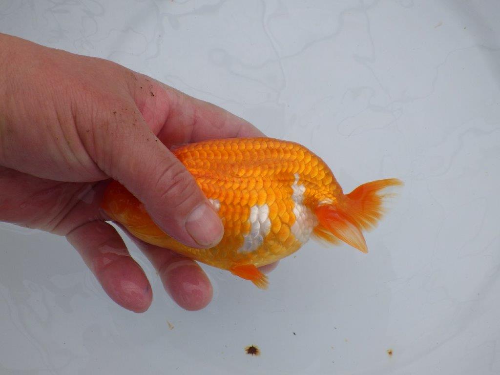 【浜松 杉本敦彦 氏】背なりも綺麗でご鑑賞お勧めらんちゅう約14㎝ メス