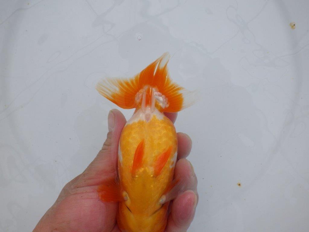 【浜松 杉本敦彦 氏】背なりも綺麗でご鑑賞お勧めらんちゅう約14㎝ メス