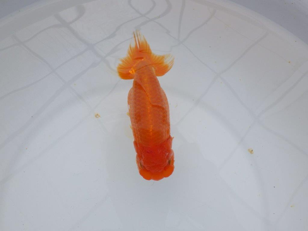 【浜松 杉本敦彦 氏】背なりも綺麗でご鑑賞お勧めらんちゅう約14㎝ メス