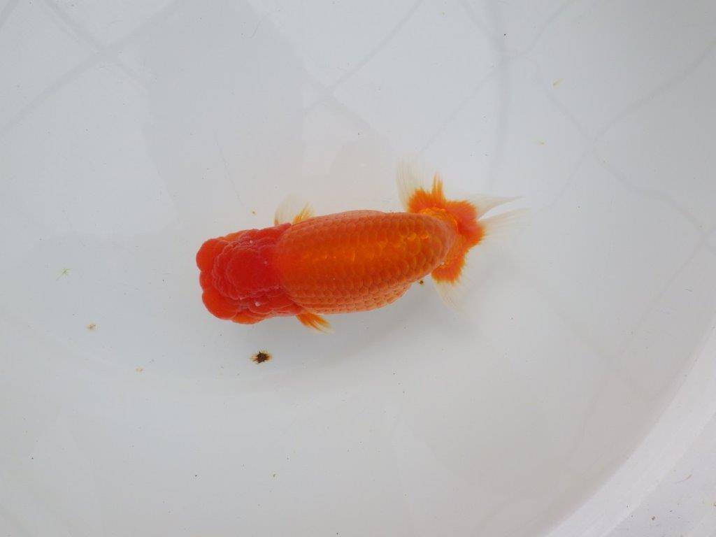 【浜松 杉本敦彦氏】超ベテラン実力派ブリーダーらんちゅう 約15㎝ オス