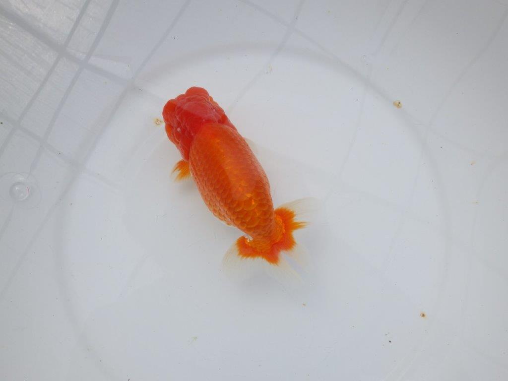 【浜松 杉本敦彦氏】超ベテラン実力派ブリーダーらんちゅう 約15㎝  オスの上身