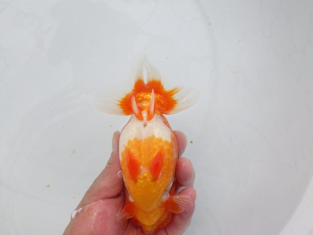 【浜松 杉本敦彦氏】超ベテラン実力派ブリーダーらんちゅう 約15㎝ オス