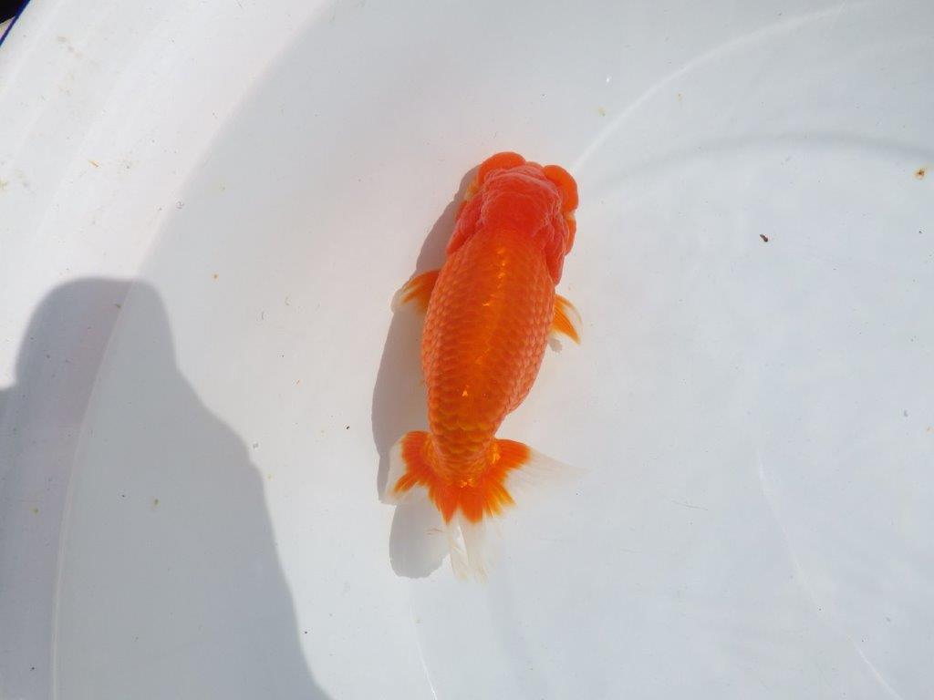 【浜松ベテランブリーダー】今後の成長が楽しみな明け二歳らんちゅう 約15,5㎝ オス