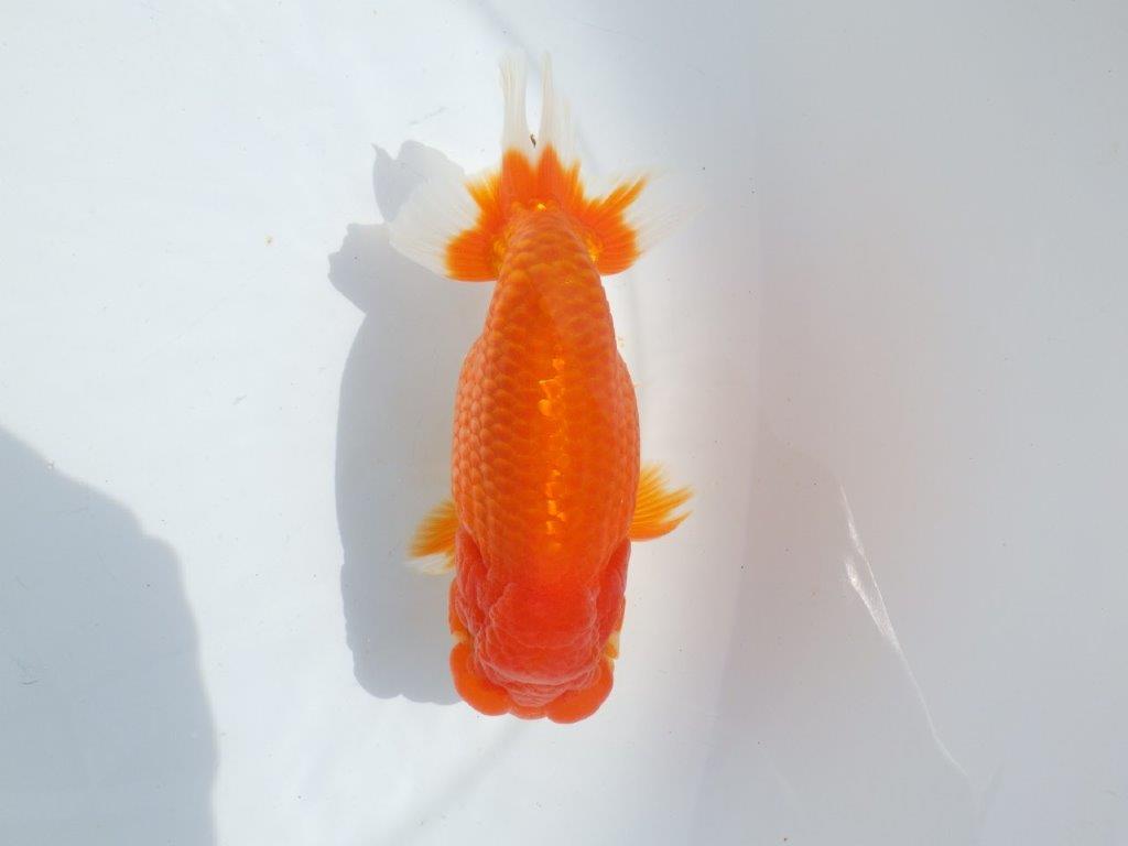 【浜松ベテランブリーダー】今後の成長が楽しみな明け二歳らんちゅう 約15,5㎝ オス