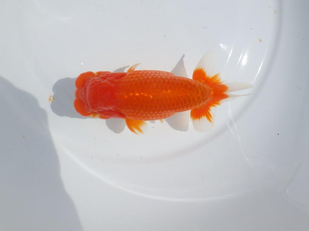 【浜松ベテランブリーダー】今後の成長が楽しみな明け二歳らんちゅう 約15,5㎝ オス