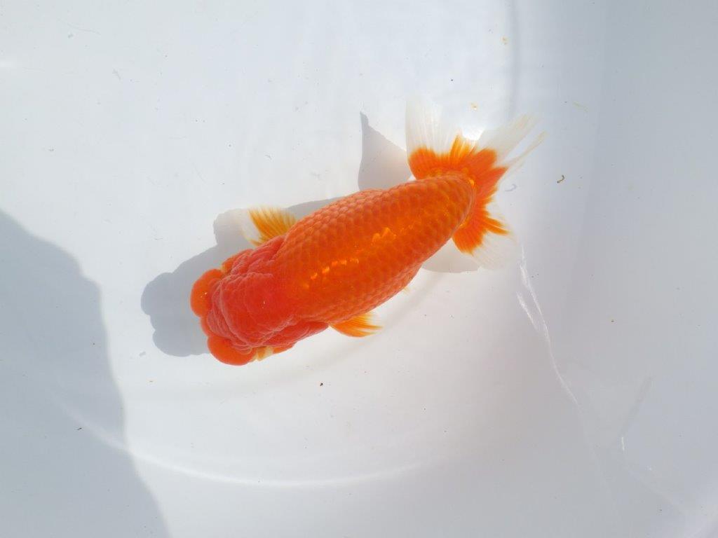 【浜松ベテランブリーダー】今後の成長が楽しみな明け二歳らんちゅう 約15,5㎝ オス