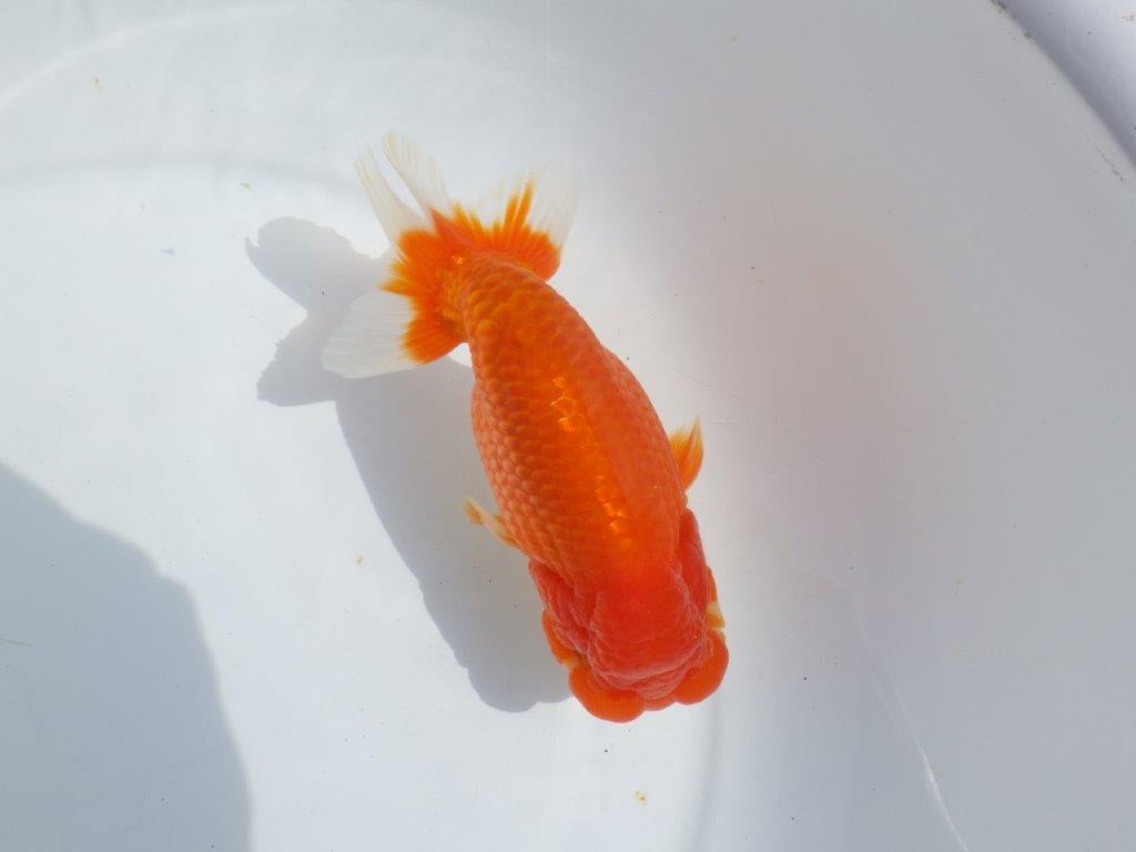 【浜松ベテランブリーダー】今後の成長が楽しみな明け二歳らんちゅう 約15,5㎝ オス