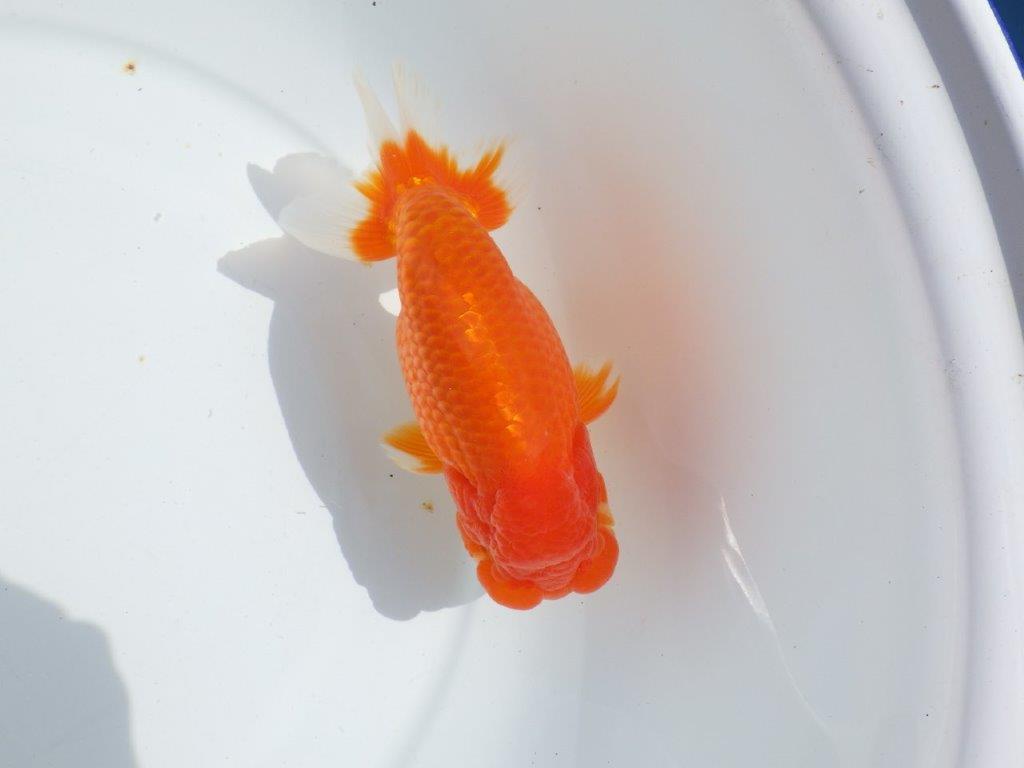 【浜松ベテランブリーダー】今後の成長が楽しみな明け二歳らんちゅう 約15,5㎝ オスの上身