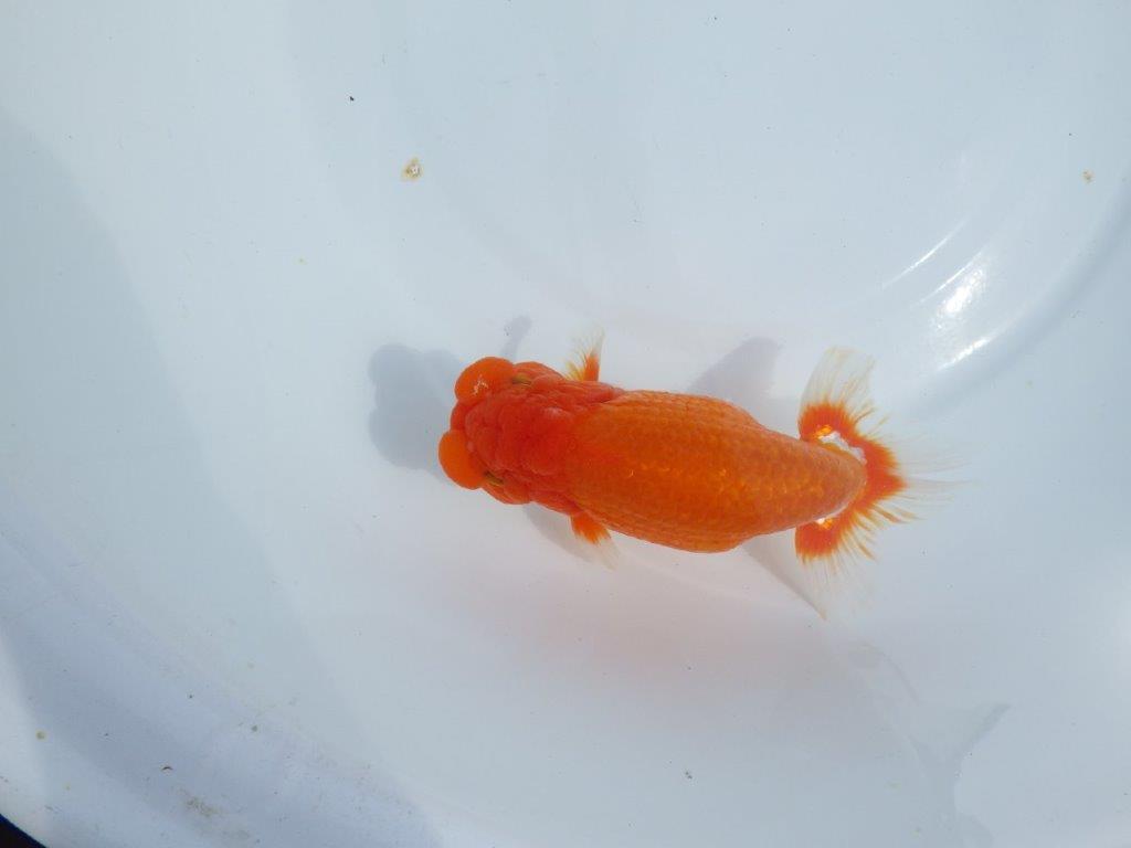 【岡山村上暢彦氏】しっかりした雰囲気の更紗明け二歳らんちゅう約15㎝ オス