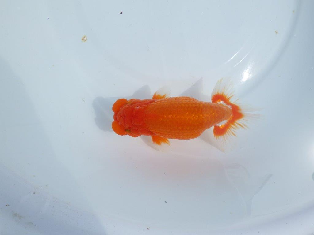 【岡山村上暢彦氏】しっかりした雰囲気の更紗明け二歳らんちゅう約15㎝ オス