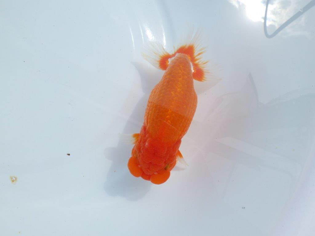 【岡山村上暢彦氏】しっかりした雰囲気の更紗明け二歳らんちゅう約15㎝ オス