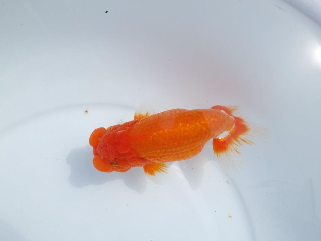 【岡山村上暢彦氏】しっかりした雰囲気の更紗明け二歳らんちゅう約15㎝ オス