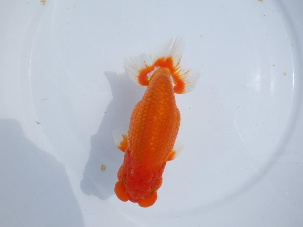 【岡山村上暢彦氏】しっかりした雰囲気の更紗明け二歳らんちゅう約15㎝ オス