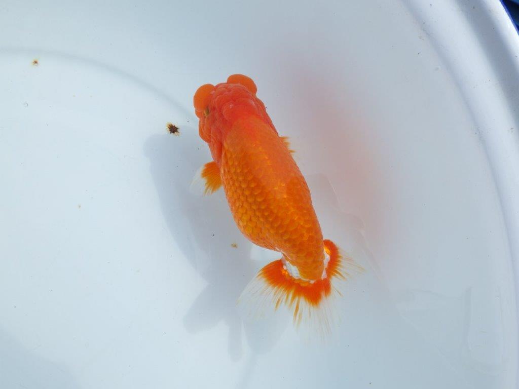 【岡山村上暢彦氏】しっかりした雰囲気の更紗明け二歳らんちゅう約15㎝ オス