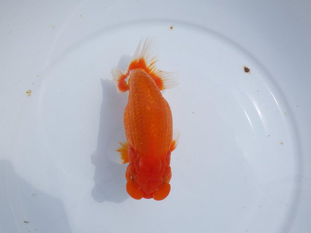 【岡山村上暢彦氏】しっかりした雰囲気の更紗明け二歳らんちゅう約15㎝ オス