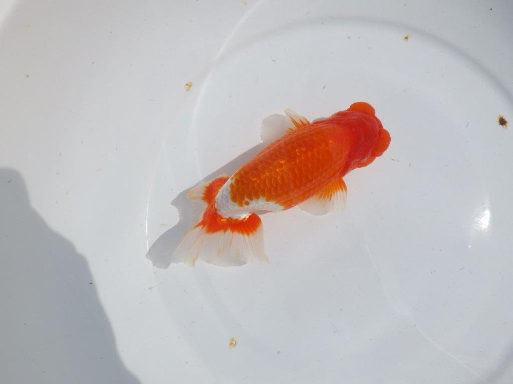 【岡山村上暢彦氏】雰囲気抜群の更紗明け二歳らんちゅう約16,5㎝ オス