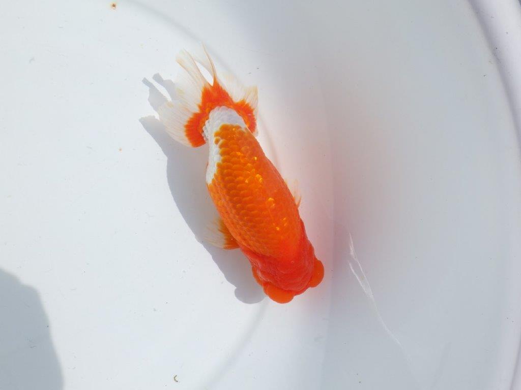 【岡山村上暢彦氏】雰囲気抜群の更紗明け二歳らんちゅう約16,5㎝ オスの上身