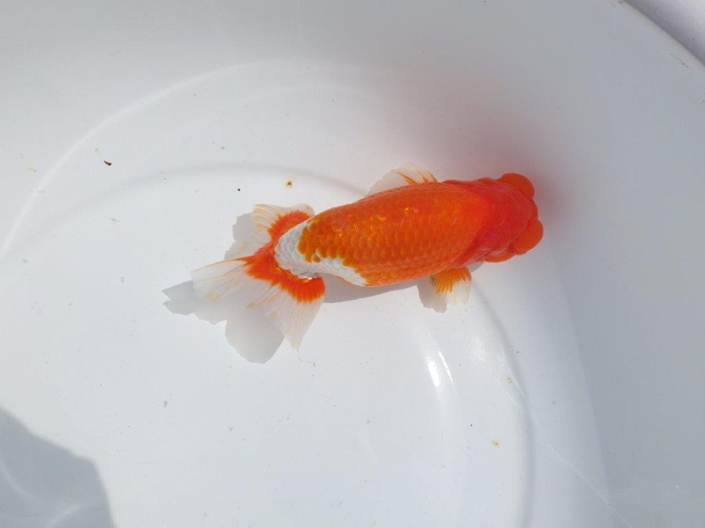 【岡山村上暢彦氏】雰囲気抜群の更紗明け二歳らんちゅう約16,5㎝ オス