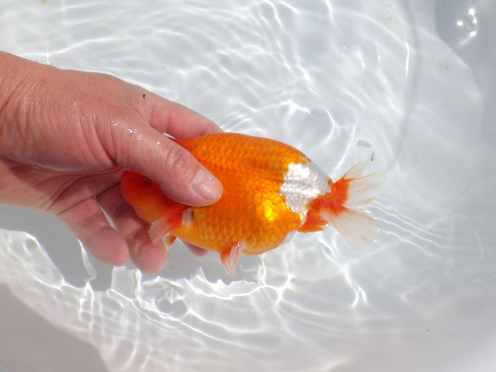 【岡山村上暢彦氏】雰囲気抜群の更紗明け二歳らんちゅう約16,5㎝ オス