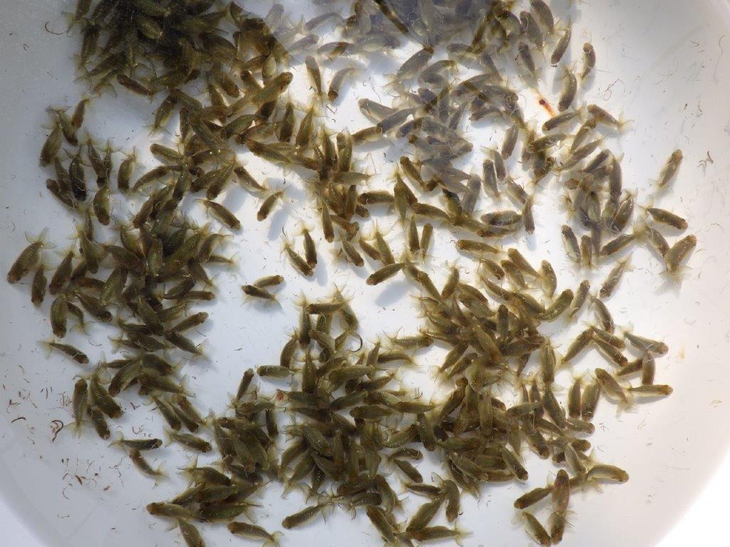 【岡山村上暢彦氏】こちらは50尾でのお届けになります!約3~4㎝ 限定3セット