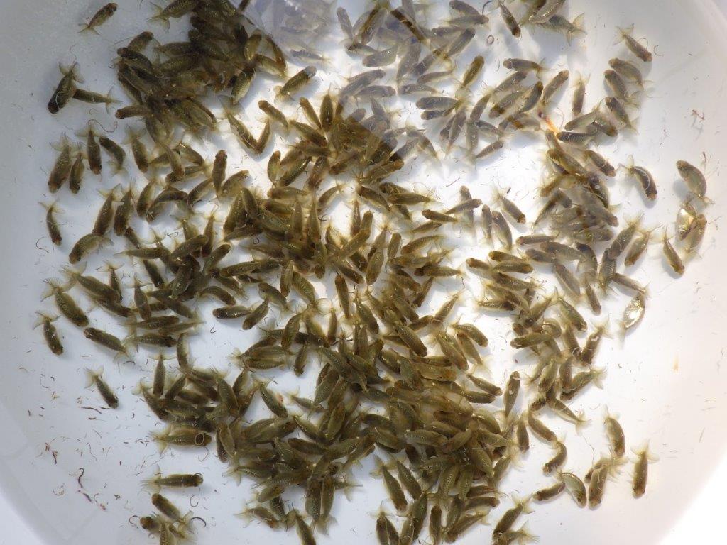 【岡山村上暢彦氏】こちらはワンランク上の１０尾！！でのお届けになります！約3~4㎝ あと１セットの上身