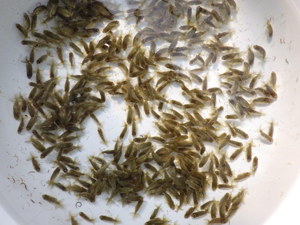 【岡山村上暢彦氏】こちらはワンランク上の１０尾！！でのお届けになります！約3~4㎝ あと１セット