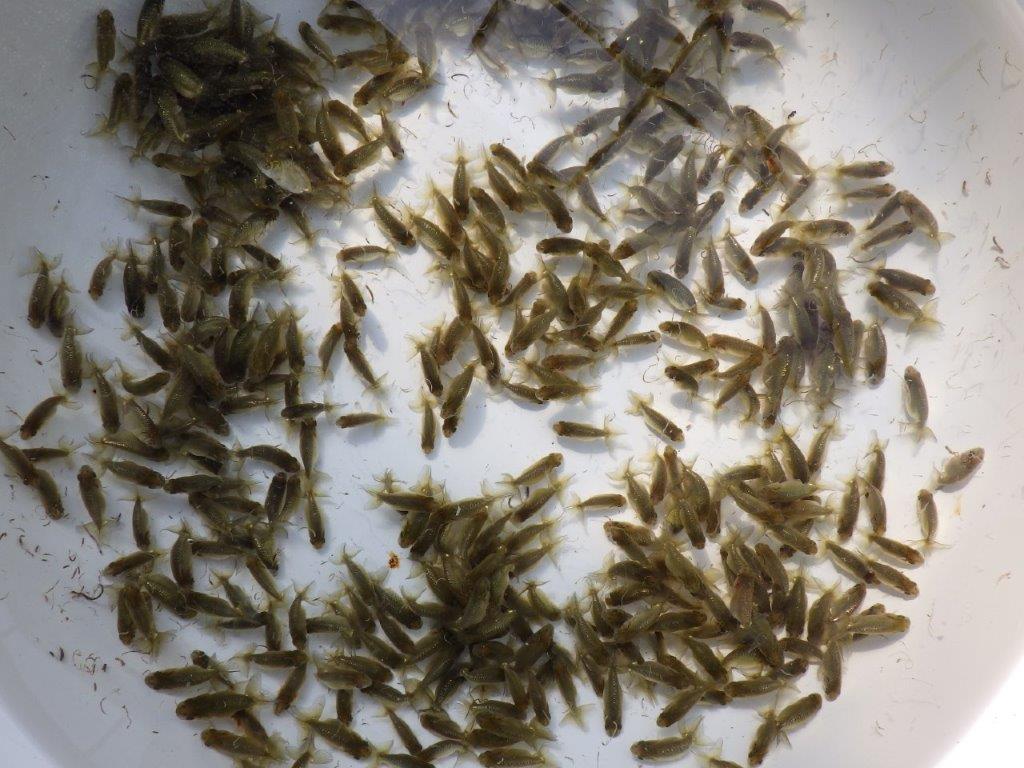 【岡山村上暢彦氏】入荷の中から一番良いものを5尾お選びします約3~4㎝ 限定1セット