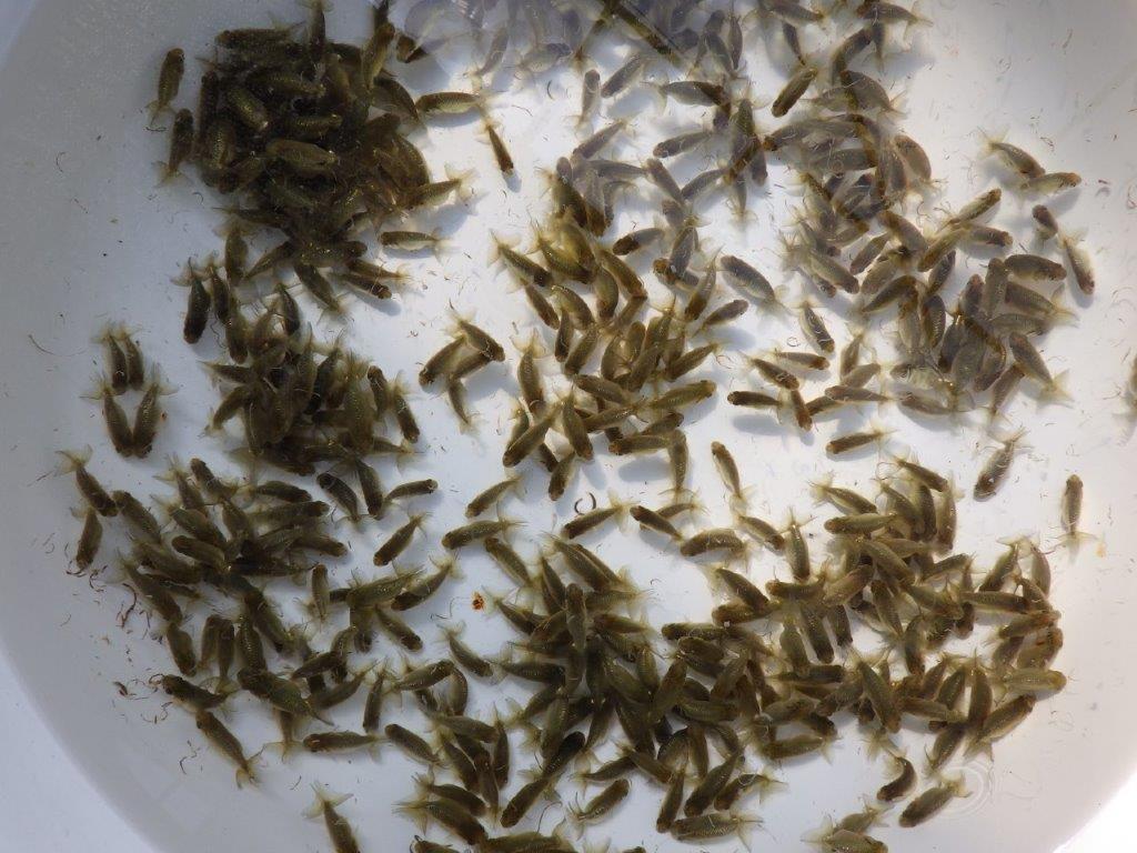 【岡山村上暢彦氏】入荷の中から一番良いものを5尾お選びします約3~4㎝ 限定1セット