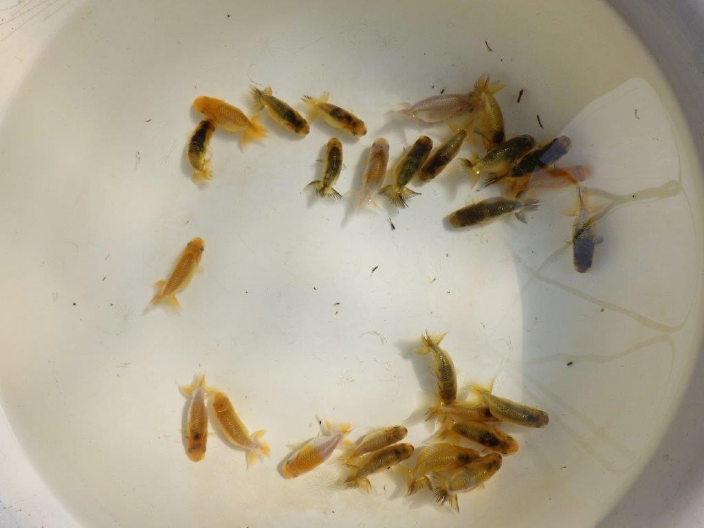 【岡山村上暢彦氏】色変わり＆虎禿の５尾セット 約5~6㎝ 限定２セット