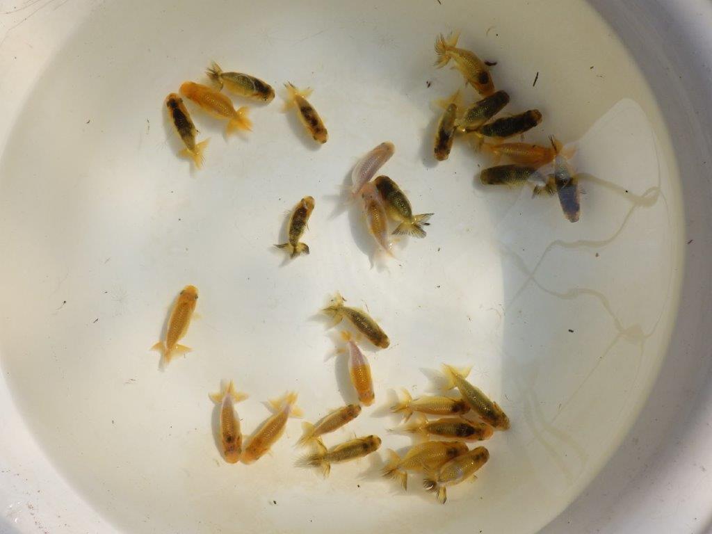 【岡山村上暢彦氏】色変わり＆虎禿の１０尾セット 約5~6㎝ 限定２セット