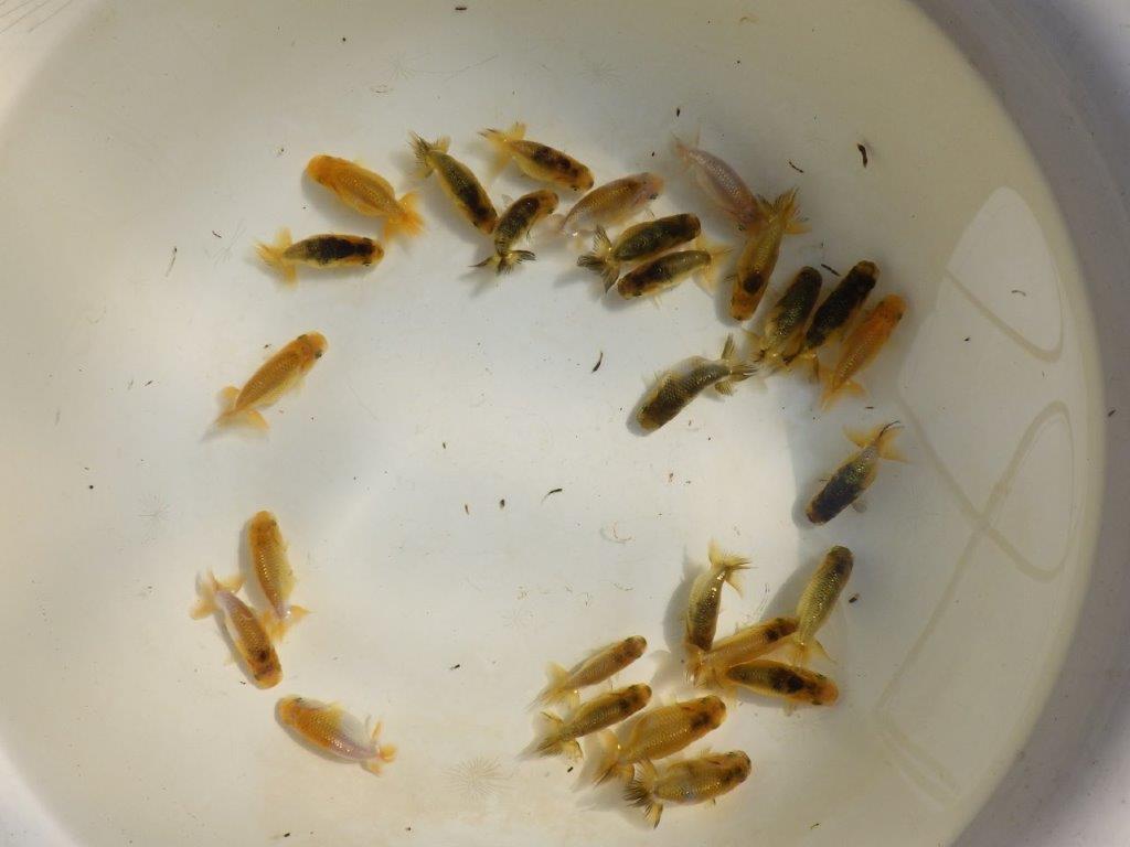 【岡山村上暢彦氏】色変わり＆虎禿の１０尾セット 約5~6㎝ 限定２セット