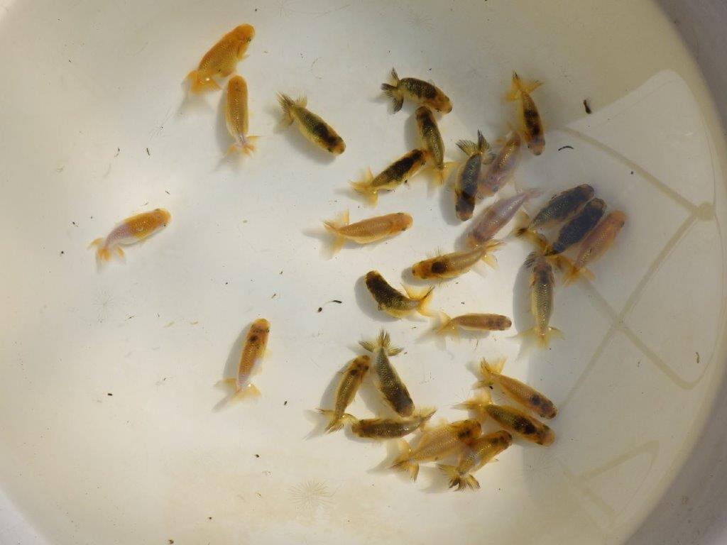 【岡山村上暢彦氏】色変わり＆虎禿の１０尾セット 約5~6㎝ 限定２セット