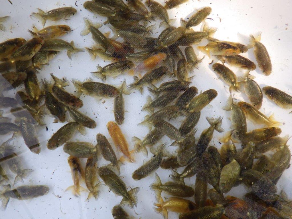 【岡山村上暢彦氏】2026年１月産まれ大きめサイズの２０尾セットA約5~6,5㎝ 限定2セット