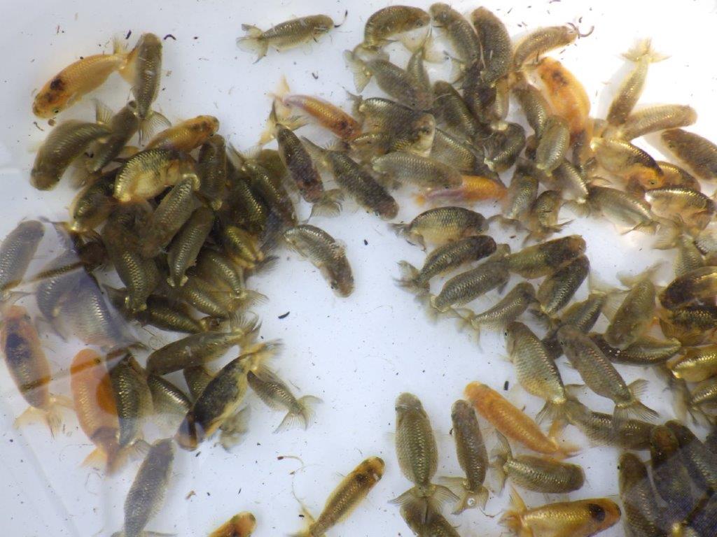 【岡山村上暢彦氏】2026年１月産まれ大きめサイズの１０尾セットA約5~6,5㎝ 限定2セットの上身