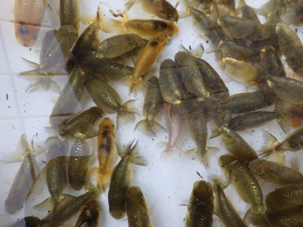 【岡山村上暢彦氏】2026年1月産まれ大きめサイズの5尾セット約5~6,5㎝ 限定1セット