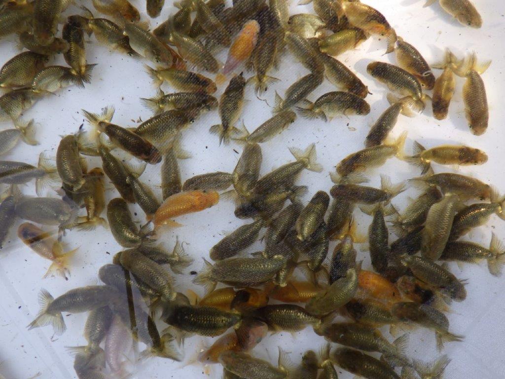 【岡山村上暢彦氏】2026年1月産まれ大きめサイズの5尾セット約5~6,5㎝ 限定1セット