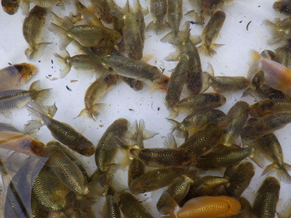 【岡山村上暢彦氏】2026年1月産まれ大きめサイズの5尾セット約5~6,5㎝ 限定1セット