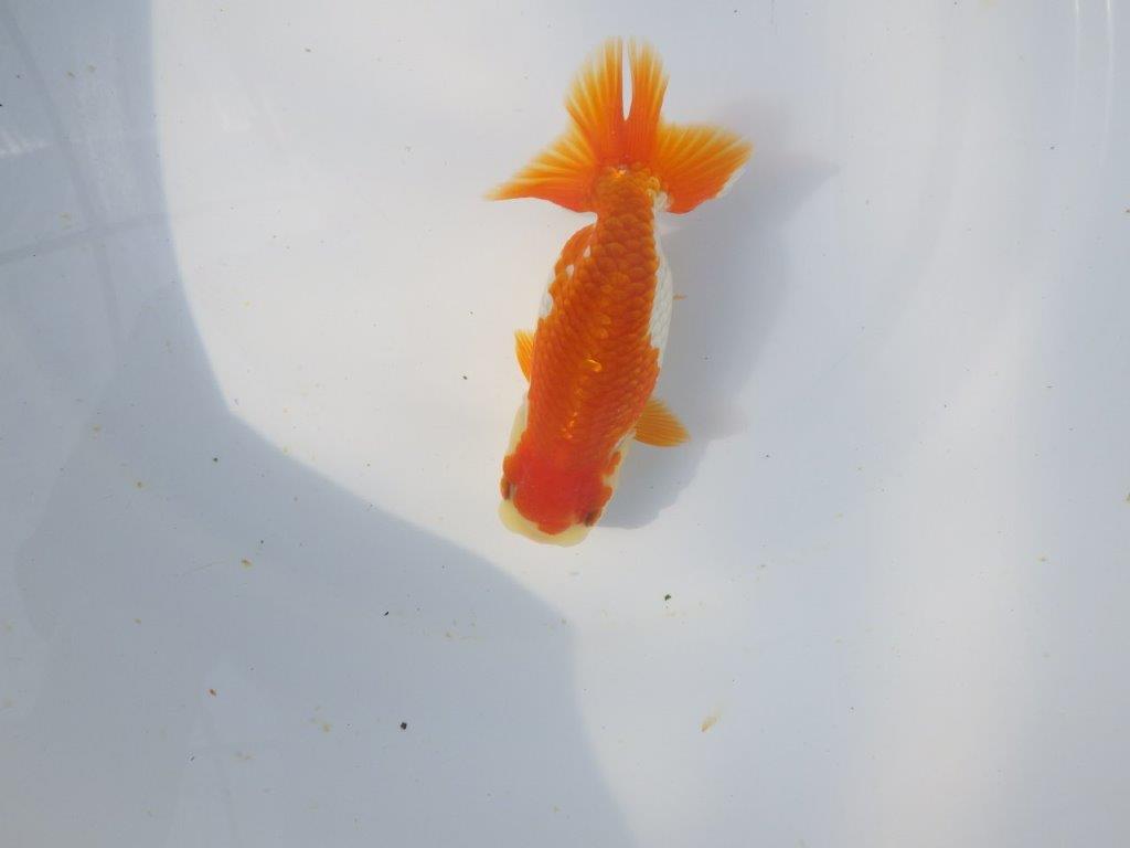 【愛知超優良系統 】春のご鑑賞お勧め更紗らんちゅうA約12cmメス