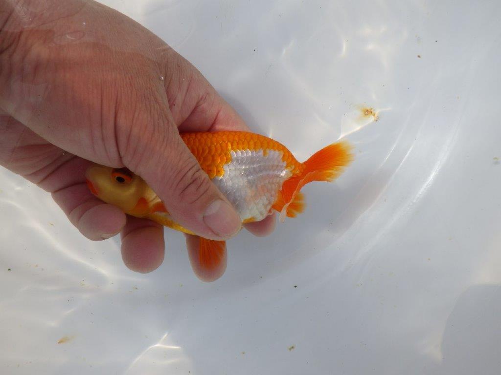 【愛知超優良系統 】春のご鑑賞お勧め更紗らんちゅうA約12cmメス