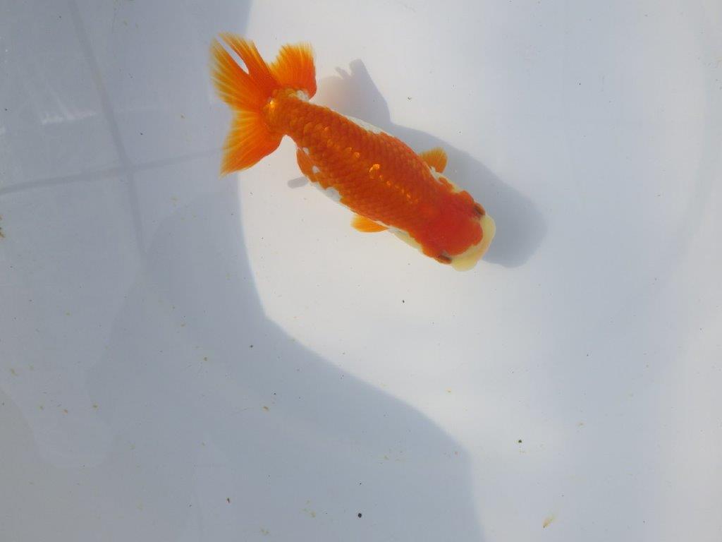 【愛知超優良系統 】春のご鑑賞お勧め更紗らんちゅうA約12cmメス