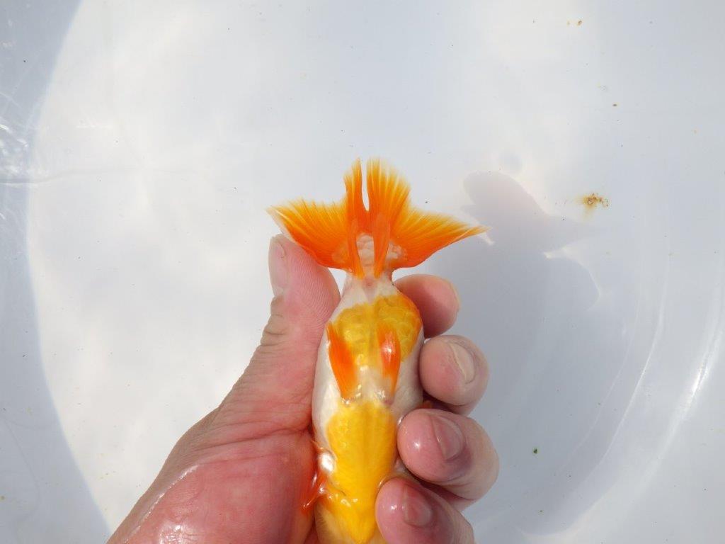 【愛知超優良系統 】春のご鑑賞お勧め更紗らんちゅうA約12cmメス