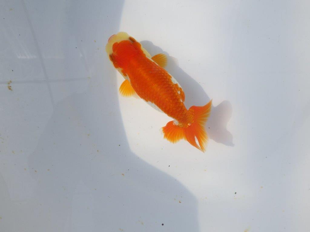 【愛知超優良系統 】春のご鑑賞お勧め更紗らんちゅうA約12cmメス