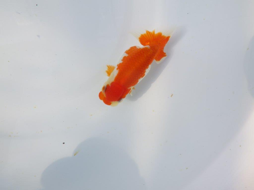 【愛知超優良系統 】春のご鑑賞お勧め更紗らんちゅうB約11cm メス